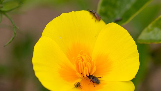 Close up of yellow flower with insects on it.