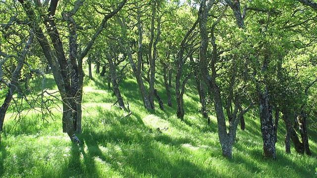 Oak woodlands at John Muir National Historic Site.