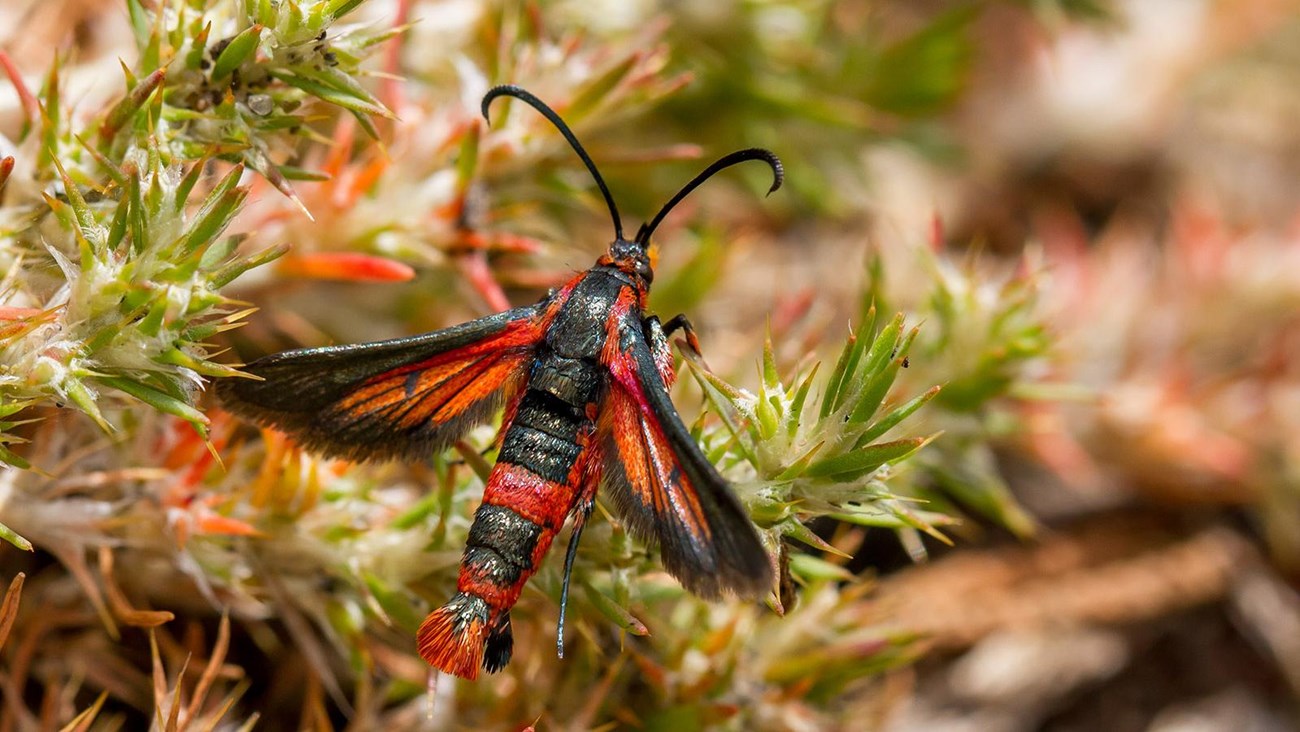 Close up of orange and black insect.