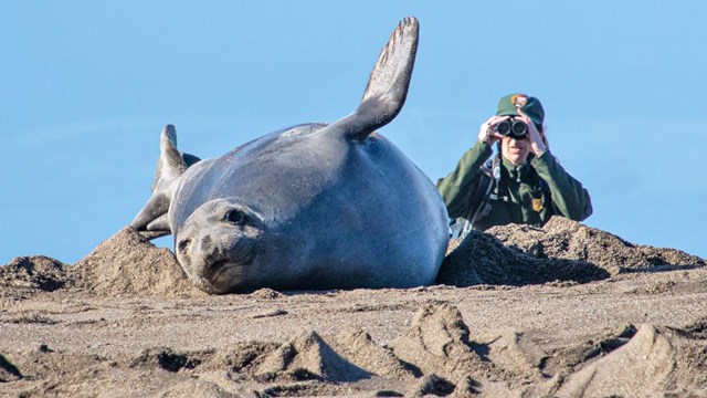 A female seal lays on her belly, while in the background a researcher observes through binoculars.