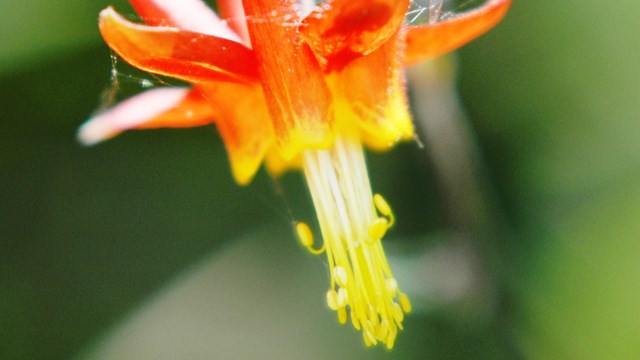 Western columbine flower