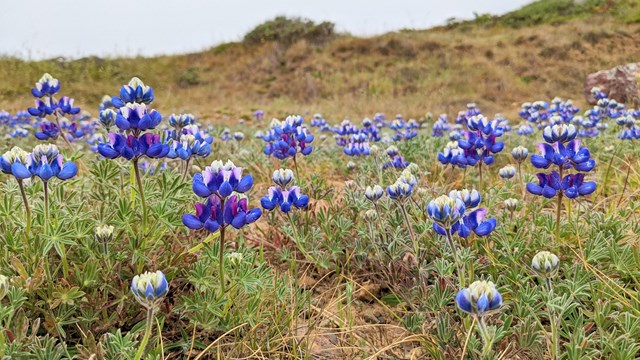 Hillside covered in deep purple lupine flower clusters.