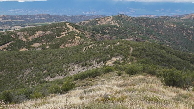 Grassland and chaparral vegetation at Pinnacles National Park.