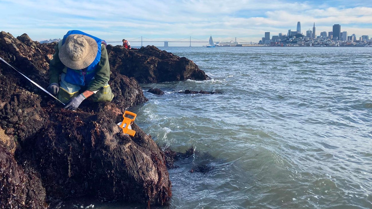 Person with a measuring tape on a rocky shelf just above the SF Bay, the city in the background.