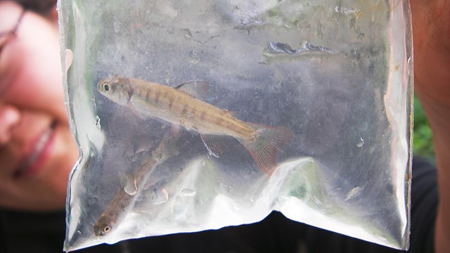 A biologist looking at a coho fry being held in a clear plastic bag