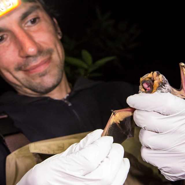Researcher smiles while handling a bat during bat monitoring.