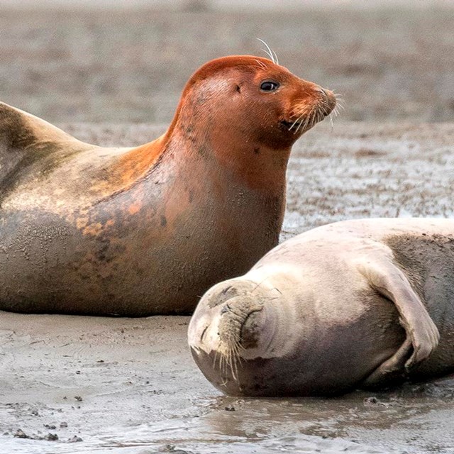 Harbor seals hauled out on beach