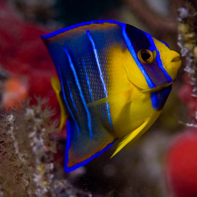 An angelfish exploring a coral reef