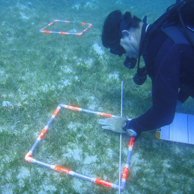 Scientist collecting seagrass data