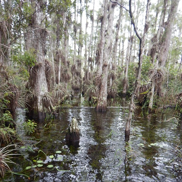Cypress trees standing in a swamp