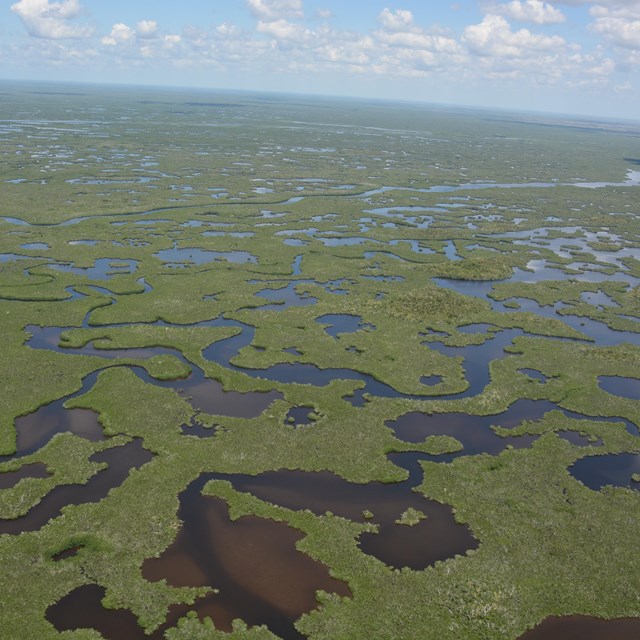 Aerial view of mangrove forests and an estuary