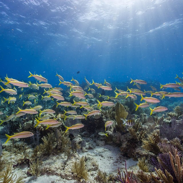 School of fish swimming through a coral reef