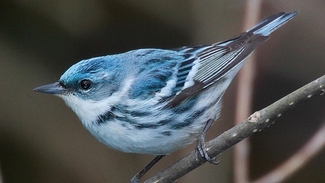 a color photograph of a blue and white bird perched on a branch.
