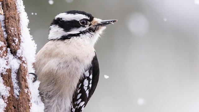 A color photograph of a woodpecker perched on a tree surrounded by snow.