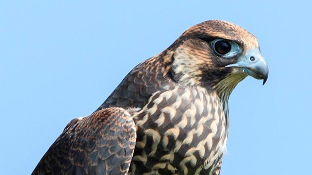 A falcon perched on a branch looking to the right.