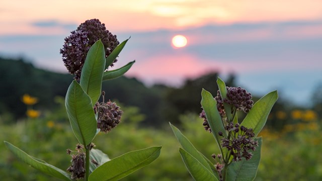 Purple milkweed plants against a pink and orange sunset. 