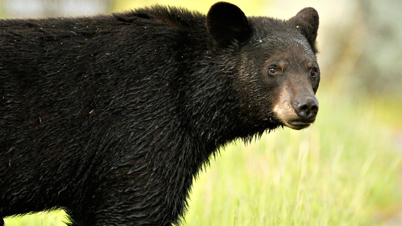 A large black bear against a backdrop of bright green grass.