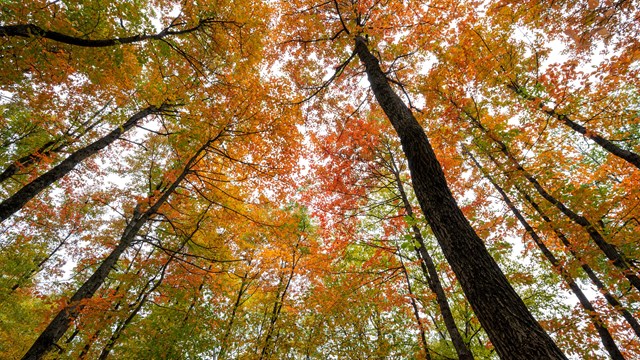 Looking up the trunks of numerous trees towards changing orange leaves. 