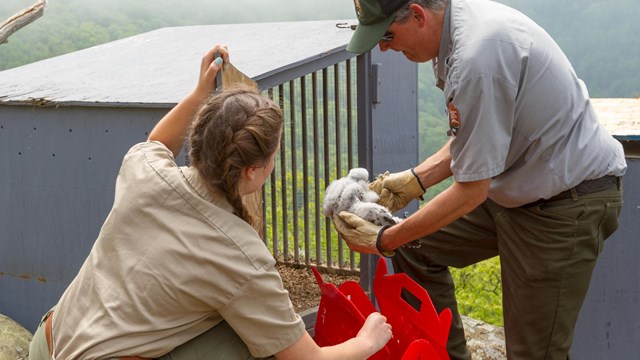 A man and woman putting a fledgling peregrine falcon in a metal box. 