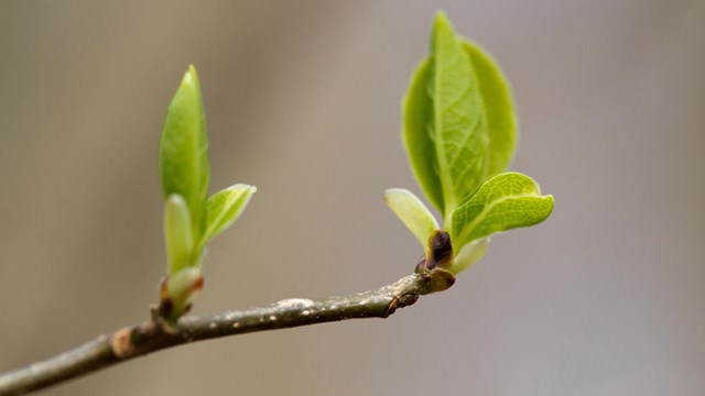 Two leaf buds emerging from a tree branch.