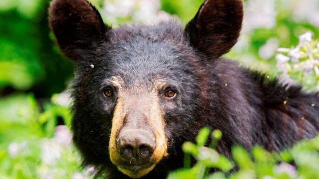 A black bear peers at the camera through a lush forest of vibrant green plants.