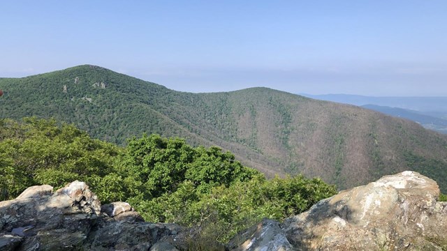 Defoliation on Hawksbill and Nakedtop Summits in Shenandoah National Park, 2023.