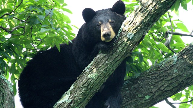 An adult black bear lays on the branch of a tree.