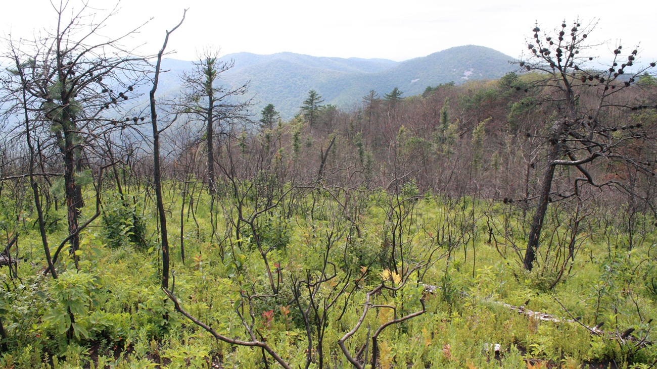 A landscape with burnt, bare trees and green shrubs beginning to grow on the ground.