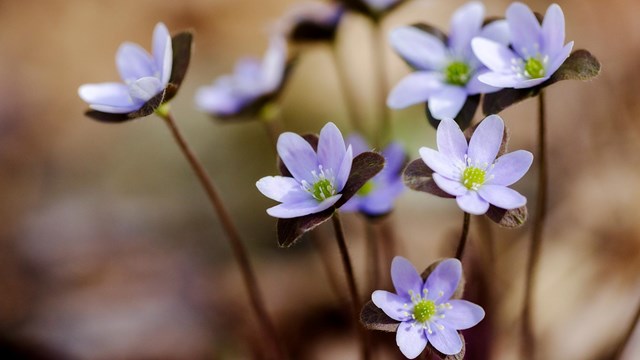 A cluster of purple and white hepatica blossoms against a brown leaf litter background.