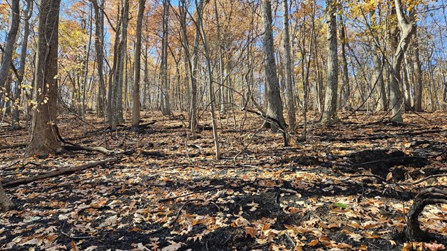 Fallen leaves covering a fire blackened forest floor. 