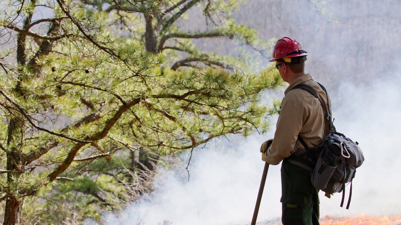 A fireman standing next to a line of burning brush with a forest in the distance.