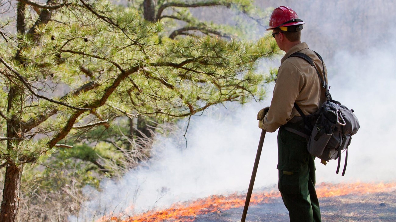 A fireman standing next to a line of burning brush with a forest in the distance.