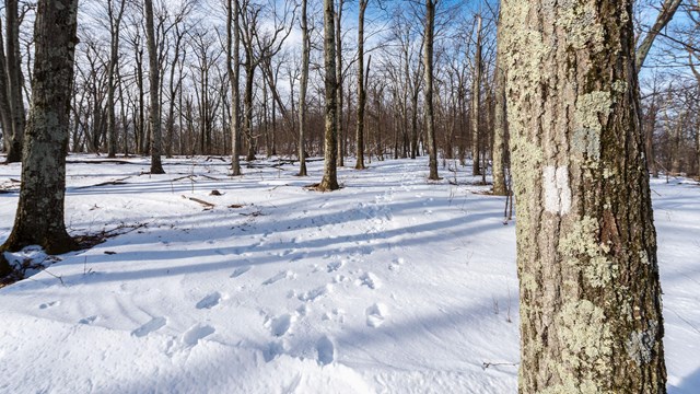 Bare trees surrounded by snow.