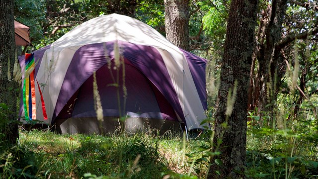 A tent in the woods.