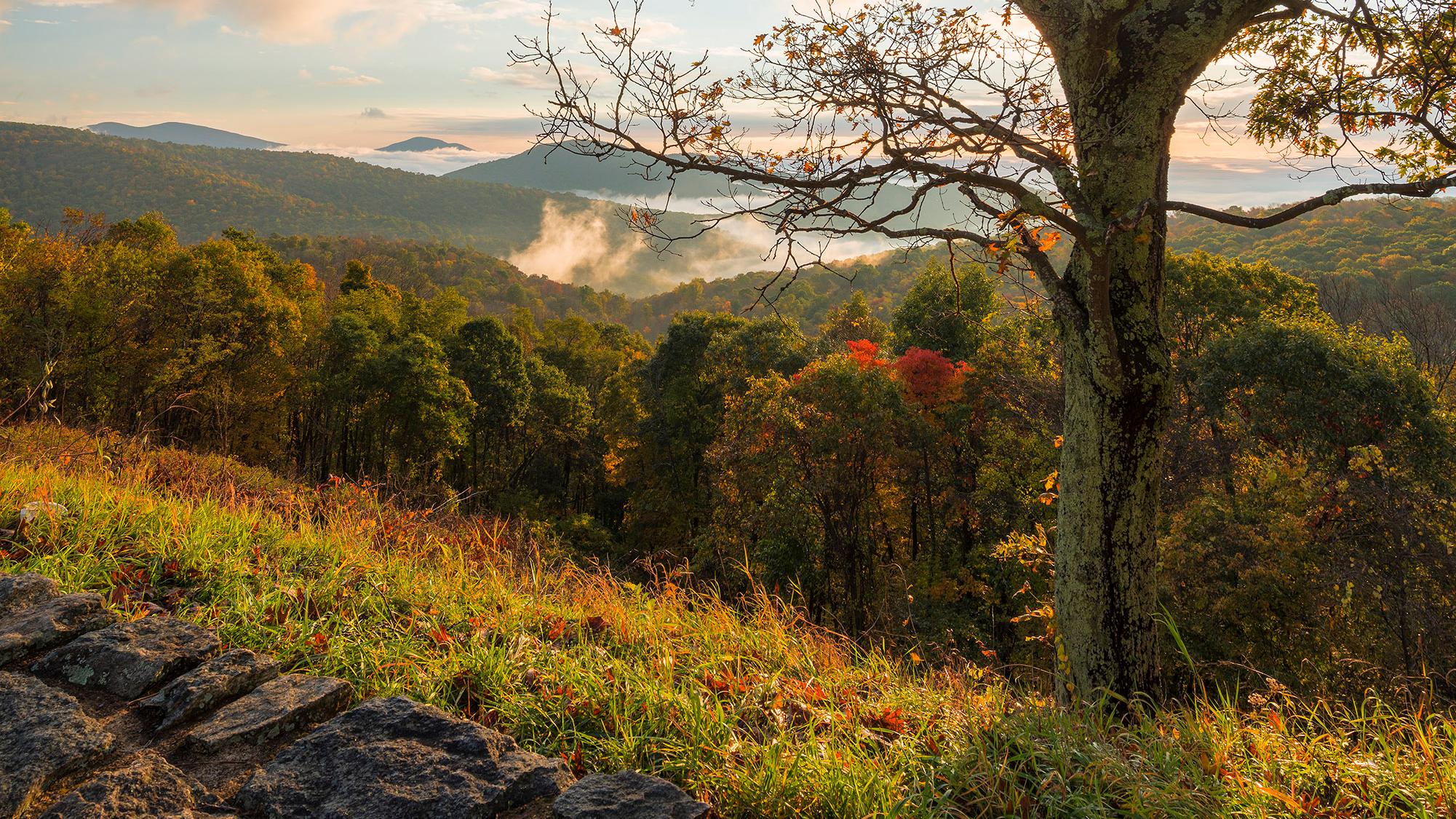 A sunrise with a tree and stone wall in the foreground.