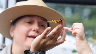 A ranger examines a yellow butterfly