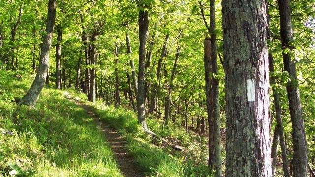 A white blaze on a tree indicating the Appalachian Trail