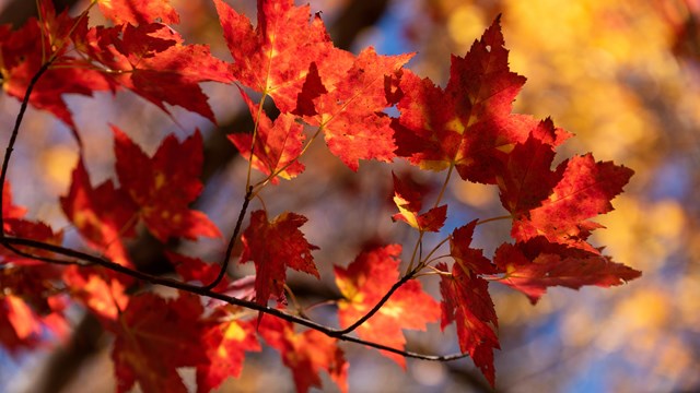 Fall leaves in the sunlight