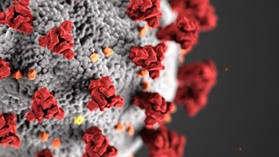 A graphic rendering of a microscopic view of the COVID-19 virus.