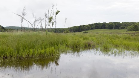 A pond in a meadow.