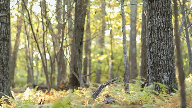 A forest with trees and light shining through.