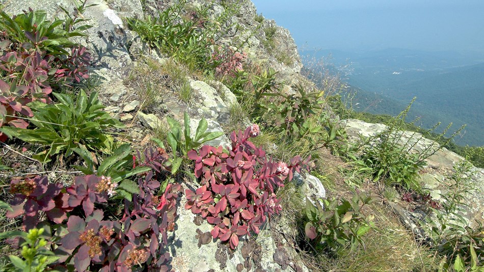 A rocky landscape with plants crowding it and a view down a mountain.