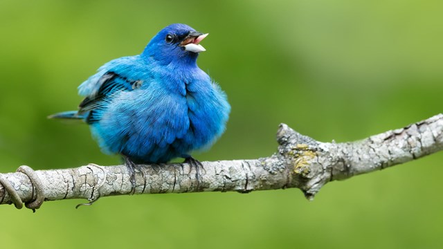 A blue bird puffed and singing.