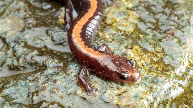A salamander slithering in a shallow pool.