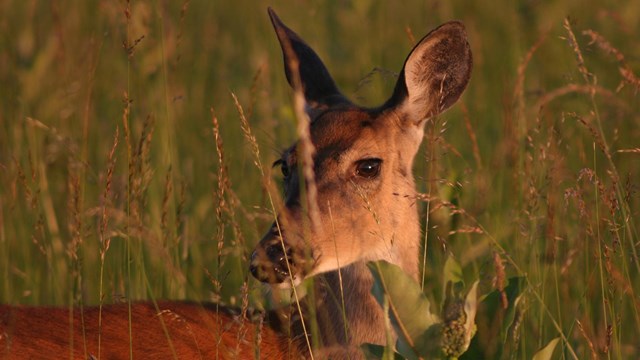 A deer looking off to the distance surrounded by tall grass.