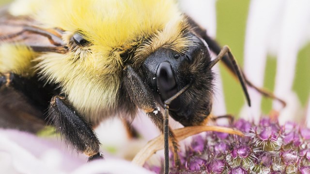 A close up image of a bee on a flower.