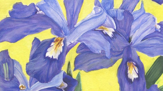 Watercolor painting of blue Iris on yellow background.