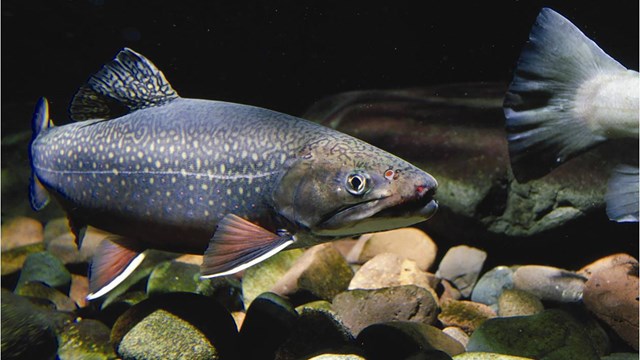A brook trout swimming in a dark pool.