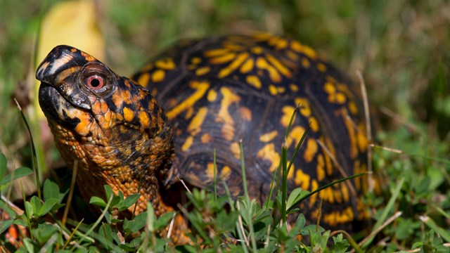 A close up of a turtle sitting in the grass facing the viewer and looking up.