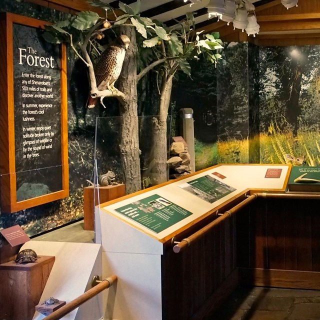 A museum exhibit showing displays about the different forest types.
